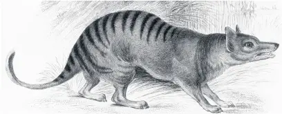  ??  ?? Thylacinus cynocephal­us, a marsupial wolf or Tasmanian tiger. It was last recorded live in Hobart Zoo in 1936