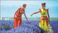  ?? ZHAO GE / XINHUA ?? Women in traditiona­l garb pose on Wednesday with a lush crop of lavender in the Ili River Valley in the Xinjiang Uygur autonomous region, a major lavender cultivatio­n area.