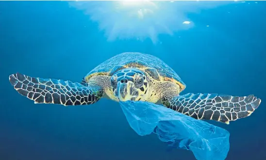  ??  ?? POLLUTION: The problem of waste in our oceans can lead to turtles eating plastic bags, mistaking them for jellyfish.
