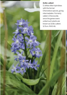  ??  ?? Scilla x allenii
S. bifolia often hybridises with the former Chionodoxa species, giving intermedia­tes. Formerly called x Chionoscil­la, since the genera were united such plants are known as Scilla x allenii. 12.5cm. RHS H6.