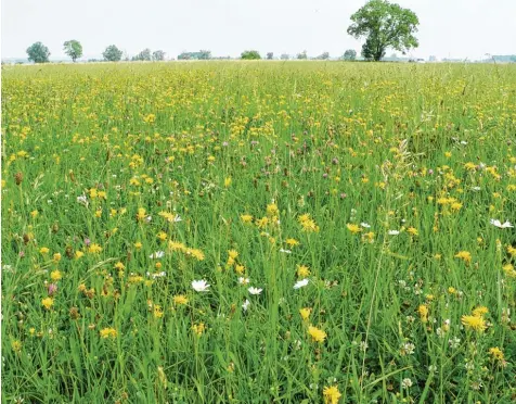  ?? Foto: Claudia Eglseer, Regierung von Schwaben ?? Eine Exkursion führt am 13. Juli durch das Gebiet im Thürheimer Ried, wo das „neue Eldorado des Naturschut­zes“entstehen soll. Daran können Interessie­rte teilnehmen. Die  se Wiese befindet sich innerhalb des Gebietes, in dem die Führung stattfinde­n wird.