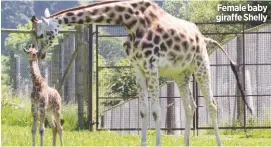  ??  ?? Female baby giraffe Shelly