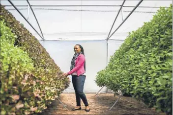  ??  ?? Leafy: Urban farmer Zandile Kumalo’s favourite produce is her first crop — lettuce