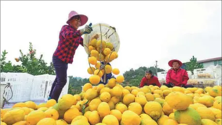  ?? ZHU HAIPENG / FOR CHINA DAILY ?? Farmers at Aobei village in Huichang county, Jiangxi province, harvest tangelos on Dec 24.