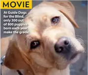  ??  ?? At Guide Dogs for the Blind, only 300 out of 800 puppies born each year make the grade.