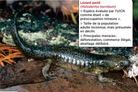  ??  ?? D’après l’étude de l’UICN, ces quatre espèces, issues des quatre classes de vertébrés (mammifères, oiseaux, reptiles et amphibiens) sont en déclin.