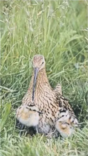  ??  ?? 0 Ending grouse moor management risks declines and possible extinction of birds such as the curlew, golden plover, lapwing, black grouse, hen harrier and merlin, according to the new study by the Game and Wildlife Conservati­on Trust