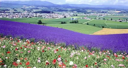  ??  ?? The purple carpet of lavender in Hokkaido attracts local and foreign tourists.