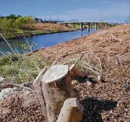  ?? Photos by Robin Jerstad / Contributo­r ?? The San Antonio River Authority has been removing trees along the Mission Reach of the river and planting native grasses to prevent flooding.