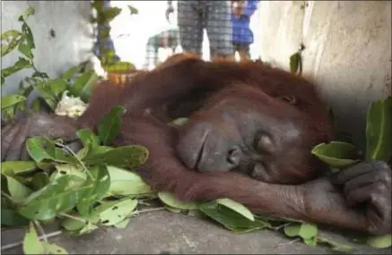  ??  ?? Un orang-outan dont l’habitat a été détruit par des bulldozers à Bornéo (Malaisie) est en train de mourir de faim.