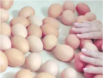  ??  ?? A woman inspects fresh eggs at a chicken farm in Gaesti, Romania, on Friday. The European Union plans to hold an extraordin­ary meeting after it revealed products contaminat­ed with an insecticid­e have now spread to 17 countries.