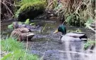  ?? Charlie Elder ?? > The pair of mallard ducks that appeared in the garden