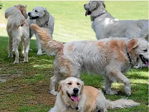  ?? PHOTO: ROSS GIBLIN/FAIRFAX NZ ?? New dog rules at Onehunga Bay have got some owners barking mad.