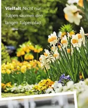  ??  ?? Vielfalt Nicht nur Tulpen säumen den langen Tulpenpfad.