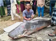  ??  ?? Stroke of luck: One of the anglers showing the 150kg silver catfish caught in Kampung Teresek, Pasir Mas.