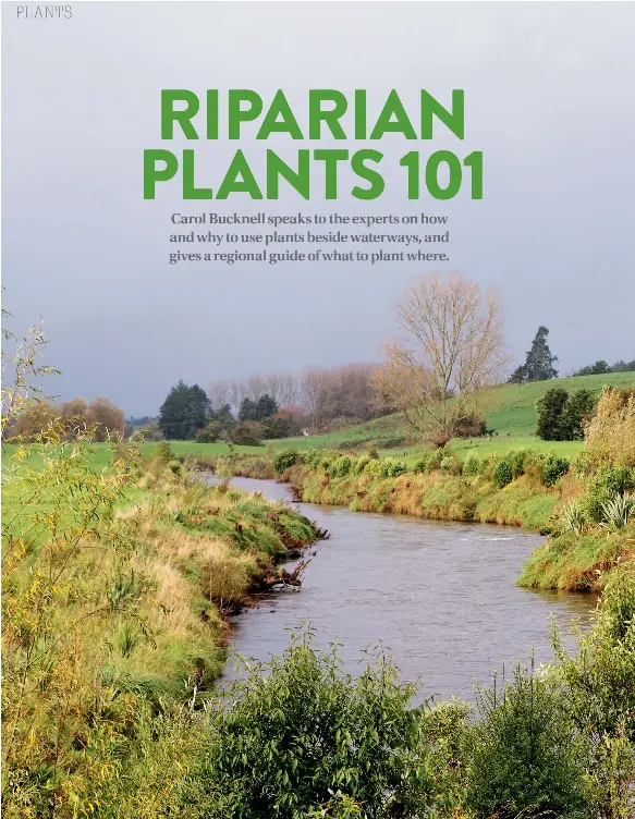 Plants for riparian planting - PressReader