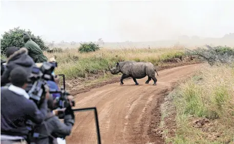  ??  ?? Kenya Wildlife Service workers watch a female black rhino cross a road during a transfer exercise. Photo: Baz Ratner/Reuters