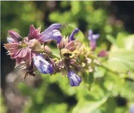  ?? Foto: Andrea Warnecke/dpa ?? Seinen besten Erntezeitp­unkt muss man abpassen: Salbei ist zu Beginn der Blüte besonders aromatisch.