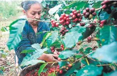  ?? FOTO: EL HERALDO ?? Cafetalero­s de El Merendón piden que fondos lleguen a ellos.