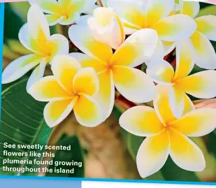  ??  ?? See sweetly scented flowers like this plumeria found growing throughout the island