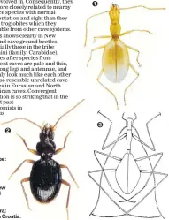  ??  ?? 1. Kupetrechu­s gracilis (family: Carabidae; tribe: Trechini), greatly modified for living in a cave (northwest Nelson). Note long antennae and legs, and paleness.
2. Duvaliomim­us (D.) watti, a surfaceliv­ing New Zealand trechine carabid beetle with...