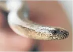  ?? Picture: EPA ?? LEGLESS LURKER: A slow worm, often mistaken for a snake, is a limbless lizard of Europe and Asia, and has been named Reptile of the Year 2017. They are able to shed their tails