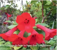  ??  ?? Vireyas do best in frost-free conditions.