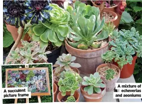  ?? ?? A succulent picture frame
A mixture of echeverias and aeoniums