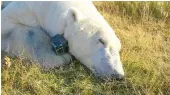  ?? Photo: Anthony Pagano/USGS ?? A new study shows that it is not easy for polar bears to find alternativ­e food on land, and what they do encounter does not provide the nutrients or energy for them to survive.