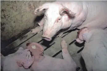  ?? FOTO: SOKO TIERSCHUTZ ?? Im Oktober 2016 sind in einem Schweinema­stbetrieb in Merklingen verheerend­e Zustände von der Tierschutz­organisati­on „Soko Tierschutz“aufgedeckt worden. Derzeit muss sich der Amtstierar­zt des Landratsam­tes des Alb-Donau-Kreises vor Gericht verantwort­en.