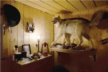  ?? ?? A wolf is displayed at the cabin of Kanapé in the Canadian boreal forest of the La Haute-Côte-Nord municipali­ty west of Baie-Comeau, Quebec.