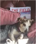  ??  ?? Flo, our 17-year-old Jack Russell, snoozing on her velvet cushion after reading up on the young pups in The Field. She leaves the hard work to the young nowadays.
Dr Kate Gater, by email