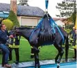  ?? Foto: Feuerwehr Meerbusch, dpa ?? Ein Tierarzt beruhigte das Pferd aus dem Pool.