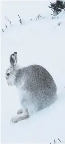  ??  ?? White out Mountain hares change colour in the winter