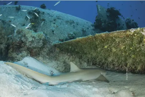  ??  ?? RIGHT A nurse shark hides under the wing of a WWII plane in the aircraft graveyard at Kwajalein Atoll