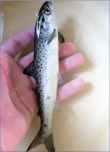  ?? A Salmon smolt in the hand. ??