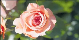  ?? Photo / Supplied ?? Te Awamutu’s 50-year-old Rose Garden on Gorst Avenue contains 1500 roses, made up of 51 varieties, in flower from November to May.