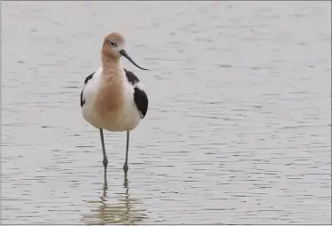  ?? COURTESY OF RUSS HOFFMAN ?? A rare American avocet was found in a holding pond near Hamburg in July.