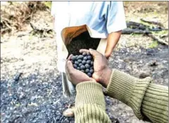  ?? AFP ?? Seed balls in the hands of a ranger from the Mara Elephant Project (MEP) at a section of destroyed habitat in Nyakweri indigenous forest in the Masai Mara ecosystem.