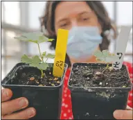  ??  ?? Cluzet holds up a snippet of grapevines (left) that spent a year orbiting the world in the Internatio­nal Space Station compared with another sample of grapevine of the same age and same grape variety grown on Earth.