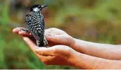  ?? Associated Press file photo ?? Red-cockaded woodpecker­s can be found in coastal states from southern Virginia to East Texas.