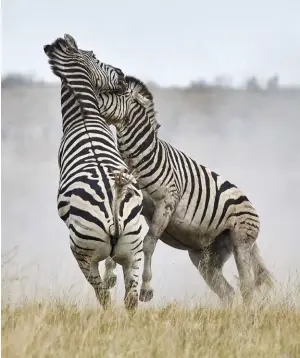  ??  ?? RIGHT These two stallions tore into each other for about 10 minutes, kicking up a cloud of dust in the fracas. OPPOSITE The Chobe ellies are migratory, moving 200 kilometres in a season. BELOW G&amp;T hour on the Chobe River.