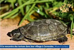  ?? (Photo V. Le Parc) ?? À la rencontre des tortues dans leur village à Carnoules.