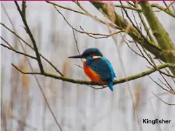  ?? ?? Kingfisher