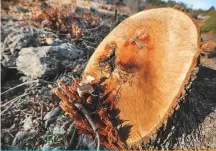  ?? ?? ■ Below: The trunk of a felled oak tree.