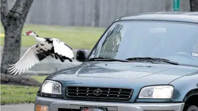  ?? Photos by Steve Gonzales / Staff photograph­er ?? A duck takes flight to avoid being hit while crossing Northfork Drive in Pearland on Wednesday. In pockets of the city, a long-simmering battle has built over the number of Muscovy ducks waddling through neighborho­ods.