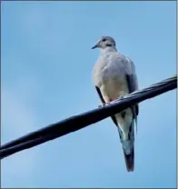  ??  ?? The mourning dove, by numbers killed and numbers of hunters who pursue it, is, by far, the most popular game bird in Arkansas and North America. Becoming a good enough marksman to bag a limit requires lots of practice and training.