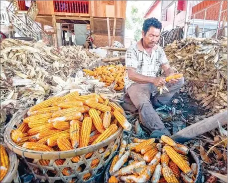  ?? YOUSOS APDOULRASH­IM ?? Tbong Khmum is the largest producer of red corn for domestic feed mills, with a production capacity of 56,750 tonnes per year on a total cultivated land of 10,790ha.