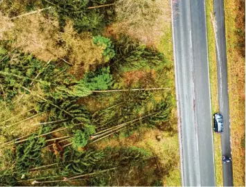 ?? Foto: Arnulf Stoffel, dpa ?? Nach ersten Schätzunge­n hat „Friederike“Schäden in Höhe von einer halben Milliarde Euro angerichte­t. Unser Foto zeigt umge stürzte Bäume in Kleve in Nordrhein Westfalen.