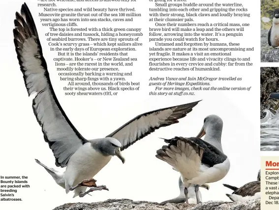  ??  ?? In summer, the Bounty Islands are packed with breeding Salvin’s albatrosse­s.